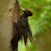 Datel cerny - Dryocopus martius - Black Woodpecker 0525